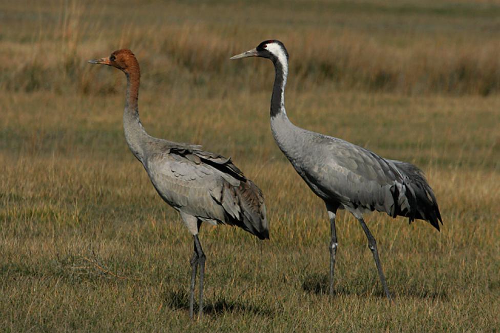 Imagen 11 de la galería de Aves